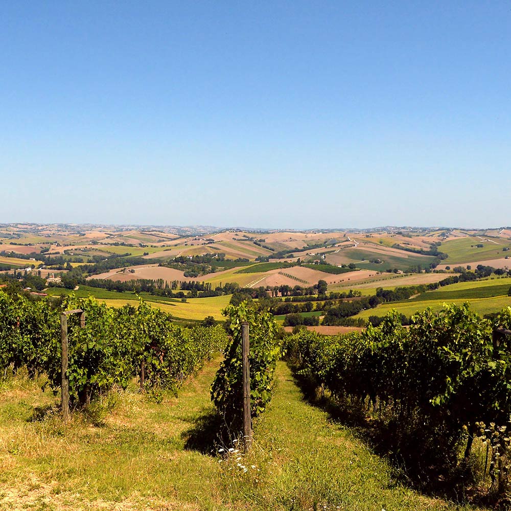 Verdicchio biologico